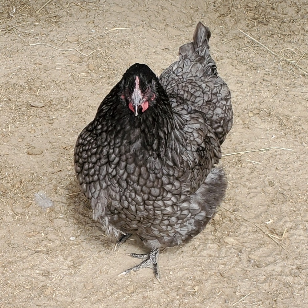 Meet your Posher, Carrie